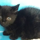 Image credit: RSPCA Mount Noddy